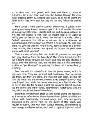 up in clear sand and gravel, with here and there a clump of
bulrushes. Let us lie down and scan this bottom through the clear
water rippling gently by, keeping very quiet, so as not to alarm any
fishes which may swim near, for they are the very fellows we wish to
see.
Here comes a little one—a common shiner—no, a golden one—
stealing cautiously toward an open space. A much smaller fish—not
so big as your little finger—shoots past him and stops as suddenly as
if it had run against a wall, then an instant later is off again so
swiftly you can hardly see it move. No wonder it is called Johnny
Darter! Meanwhile the shiner, a minnow in a scale-armor of
burnished gold, moves slowly on. Where is he aiming? Ah! look over
there. Do you see that low ring of sand, about as large as a dinner-
plate, running about some clear gravel, as though the plate were
strewn with small pebbles?
That is a nest of a sunfish; and look! did you see the swoop of
that gray shadow from the bulrushes? The shiner turned and fled
like a bright streak through the water; and now the gray shadow is
poised over the dish-like nest, and we see that it is the blue-eared
sunfish, or "punkin-seed," as you say the boys call it when they go
a-fishing.
See how with its breast-fins it fans the gravel among which its
eggs are lying. They are so small and transparent that we cannot
see them, but they are there, and must be kept clean. So the fish
stirs the water and the current sweeps away everything which may
have lodged there while the owner was away for a few minutes. But
he never goes far, for he must guard his treasures against enemies
like the shiner and other fishes, salamanders, water-bugs, and the
like, which would eat them if they dared.
Butterflies innumerable greet us and dance along the roadside,
as if to see us safely home. Many are small and yellow, or white and
yellow, with handsomely bordered wings, and they are greatly
interested in the clover. Then we see plenty of little blues, very
regular in outline, and with them various coppers, distinguished by
their orange and brown colors, each with a coppery tinge and set off
 