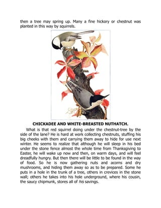 then a tree may spring up. Many a fine hickory or chestnut was
planted in this way by squirrels.
CHICKADEE AND WHITE-BREASTED NUTHATCH.
What is that red squirrel doing under the chestnut-tree by the
side of the lane? He is hard at work collecting chestnuts, stuffing his
big cheeks with them and carrying them away to hide for use next
winter. He seems to realize that although he will sleep in his bed
under the stone fence almost the whole time from Thanksgiving to
Easter, he will wake up now and then, on warm days, and will feel
dreadfully hungry. But then there will be little to be found in the way
of food. So he is now gathering nuts and acorns and dry
mushrooms, and hiding them away so as to be prepared. Some he
puts in a hole in the trunk of a tree, others in crevices in the stone
wall; others he takes into his hole underground, where his cousin,
the saucy chipmunk, stores all of his savings.
 