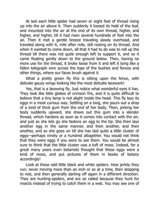 At last each little spider had seven or eight feet of thread rising
up into the air above it. Then suddenly it loosed its hold of the leaf,
and mounted into the air at the end of its own thread, higher, and
higher, and higher, till it had risen several hundreds of feet into the
air. Then it met a gentle breeze traveling slowly overhead, and
traveled along with it, mile after mile, still resting on its thread. And
when it wanted to come down, all that it had to do was to roll up the
thread till there was not quite enough left to support it, and so it
came floating gently down to the ground below. Then, having no
more use for the thread, it broke loose from it and left it lying like a
fallen telegraph wire across the tops of the bushes and fences and
other things, where our faces brush against it.
What a pretty green fly this is sitting upon the fence, with
delicate gauzy wings looking like the most delicate lacework!
Yes, that is a lacewing fly. Just notice what wonderful eyes it has.
They look like little globes of crimson fire, and it is quite difficult to
believe that a tiny lamp is not alight inside the head. This fly lays its
eggs in a most curious way. Settling on a twig, she pours out a drop
of a kind of thick gum from the end of her body. Then, jerking her
body suddenly upward, she draws out this gum into a slender
thread, which hardens as soon as it comes into contact with the air;
and just as she lets go she fastens an egg to the tip. She then lays
another egg in the same manner, and then another, and then
another, and so she goes on till she has laid quite a little cluster of
eggs—perhaps ninety or a hundred altogether. You would not think
that they were eggs if you were to see them. You would be almost
sure to think that the little cluster was a tuft of moss. Indeed, for a
great many years even botanists thought that these eggs were a
kind of moss, and put pictures of them in books of botany
accordingly!
Look at these odd little black and white spiders. How jerkily they
run; never moving more than an inch or so at a time, then stopping
to rest, and then generally darting off again in a different direction.
They are hunting-spiders, and are so called because they hunt for
insects instead of trying to catch them in a web. You may see one of
 