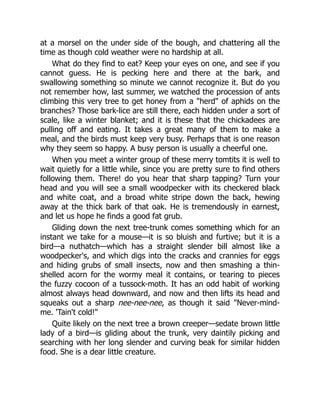 at a morsel on the under side of the bough, and chattering all the
time as though cold weather were no hardship at all.
What do they find to eat? Keep your eyes on one, and see if you
cannot guess. He is pecking here and there at the bark, and
swallowing something so minute we cannot recognize it. But do you
not remember how, last summer, we watched the procession of ants
climbing this very tree to get honey from a "herd" of aphids on the
branches? Those bark-lice are still there, each hidden under a sort of
scale, like a winter blanket; and it is these that the chickadees are
pulling off and eating. It takes a great many of them to make a
meal, and the birds must keep very busy. Perhaps that is one reason
why they seem so happy. A busy person is usually a cheerful one.
When you meet a winter group of these merry tomtits it is well to
wait quietly for a little while, since you are pretty sure to find others
following them. There! do you hear that sharp tapping? Turn your
head and you will see a small woodpecker with its checkered black
and white coat, and a broad white stripe down the back, hewing
away at the thick bark of that oak. He is tremendously in earnest,
and let us hope he finds a good fat grub.
Gliding down the next tree-trunk comes something which for an
instant we take for a mouse—it is so bluish and furtive; but it is a
bird—a nuthatch—which has a straight slender bill almost like a
woodpecker's, and which digs into the cracks and crannies for eggs
and hiding grubs of small insects, now and then smashing a thin-
shelled acorn for the wormy meal it contains, or tearing to pieces
the fuzzy cocoon of a tussock-moth. It has an odd habit of working
almost always head downward, and now and then lifts its head and
squeaks out a sharp nee-nee-nee, as though it said "Never-mind-
me. 'Tain't cold!"
Quite likely on the next tree a brown creeper—sedate brown little
lady of a bird—is gliding about the trunk, very daintily picking and
searching with her long slender and curving beak for similar hidden
food. She is a dear little creature.
 
