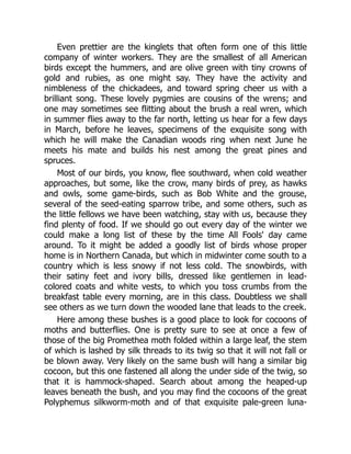 Even prettier are the kinglets that often form one of this little
company of winter workers. They are the smallest of all American
birds except the hummers, and are olive green with tiny crowns of
gold and rubies, as one might say. They have the activity and
nimbleness of the chickadees, and toward spring cheer us with a
brilliant song. These lovely pygmies are cousins of the wrens; and
one may sometimes see flitting about the brush a real wren, which
in summer flies away to the far north, letting us hear for a few days
in March, before he leaves, specimens of the exquisite song with
which he will make the Canadian woods ring when next June he
meets his mate and builds his nest among the great pines and
spruces.
Most of our birds, you know, flee southward, when cold weather
approaches, but some, like the crow, many birds of prey, as hawks
and owls, some game-birds, such as Bob White and the grouse,
several of the seed-eating sparrow tribe, and some others, such as
the little fellows we have been watching, stay with us, because they
find plenty of food. If we should go out every day of the winter we
could make a long list of these by the time All Fools' day came
around. To it might be added a goodly list of birds whose proper
home is in Northern Canada, but which in midwinter come south to a
country which is less snowy if not less cold. The snowbirds, with
their satiny feet and ivory bills, dressed like gentlemen in lead-
colored coats and white vests, to which you toss crumbs from the
breakfast table every morning, are in this class. Doubtless we shall
see others as we turn down the wooded lane that leads to the creek.
Here among these bushes is a good place to look for cocoons of
moths and butterflies. One is pretty sure to see at once a few of
those of the big Promethea moth folded within a large leaf, the stem
of which is lashed by silk threads to its twig so that it will not fall or
be blown away. Very likely on the same bush will hang a similar big
cocoon, but this one fastened all along the under side of the twig, so
that it is hammock-shaped. Search about among the heaped-up
leaves beneath the bush, and you may find the cocoons of the great
Polyphemus silkworm-moth and of that exquisite pale-green luna-
 
