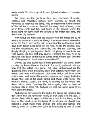moth which flits like a ghost to our lighted windows on summer
nights.
But these are the giants of their race. Hundreds of smaller
cocoons and chrysalids—papery, fuzzy, leathery, or naked and
varnished to keep out the damp, may be discovered in the crevices
of the old fence, upon and beneath the rough bark of trees, rolled
up in leaves little and big, and buried in the ground, where the
moles hunt for them when the ground is not frozen too hard, and
the skunks dig them up.
How about the moles and the skunks? Well, the moles are by no
means as active as in summer, though they move around somewhat
under the frozen layer of top-soil, in search of the earthworms which
have been driven deep down by the frost. As for the skunks, they,
like the woodchucks, the chipmunks, and the red squirrels, are
deeply sleeping in underground beds; but plenty of four-foots are
wide awake. See how that gray squirrel is making the snow fly as he
paws his way down to the nut he buried three months ago! Only the
tip of the plume of his tail waves above the drift.
Do you see that double row of holes punched in the snow? Every
country boy knows them as the track of a rabbit, and would tell you
how fast the rabbit was going. But what embroidered on the
glistening snow-sheet this lovely chain that extends wavily from this
tree to that stone wall? A weasel. Little cares he for cold, in his white
ermine coat; and many's the careless sparrow, and snugly tucked-in
mouse that falls to his quick spring and sharp white teeth. The
weasel's nearest cousin, the mink, is working for his living, too,
these winter days, haunting the warm spring-holes in hope of
catching eels or other fish. Perhaps we shall see some signs of his
work along the creek.
And now we have come to the end of the last of our rambles. But
don't think that we have seen nearly all that there is to be seen. If
we had been able to spend a little more time in the fields, or the
lane, or the wood, or on the banks of the stream, we should have
noticed a great many more animals and birds and reptiles and
insects, quite as curious and quite as interesting as any of those
 