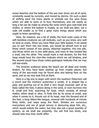 ocean beaches and the bottom of the sea near shore are all of sand,
constantly swept by currents, and moved by storms. On such a plain
of shifting sand not many plants or animals can live save those
which are able to swim or to bury themselves; and not nearly so
long a list can be made as among the rocks which give root-hold and
shelter, or where the bottom is muddy, as we shall see later; yet a
walk will enable us to find a good many things about which you
ought to know something.
Here, for instance, are a lot of shells, the hard outer coats of the
soft boneless creatures we call mollusks, such as you know very well
on land as snails. When you have filled your little basket, if we asked
you to sort them into two kinds, you would be almost sure to put
those which consist of two pieces, attached together, into one pile,
and those which are in one solid piece, and more or less twisted like
a snail, into the other. This would mark a real division, for the first
heap would have the clam-like mollusks which we call bivalves, and
the second would have those coiled gastropod mollusks that we may
call sea-snails.
The bivalves scattered along the beach are all dead and mostly
broken, for they have been washed up from muddy places; but
many of the sea-snails may be found alive and belong here on the
sand, and so we may look first at them.
Here is a big one to begin with which the southern fishermen call
a conch and the northern oystermen a winkle. It is shaped like a
pear, and pushing out of its shell a very tough muscular part of its
body called the foot, it plows along in the sand, or even burrows into
it, small end first, searching for food, which consists of animal
matter, either dead or alive. It finds this by its sense of smell, and
when it comes to it, thrusts out of its head, near the forward end of
the foot, a long ribbon-like tongue, covered with hundreds of minute
flinty teeth, and rasps away the flesh. Winkles are numerous
everywhere and are of great service in devouring dead fish, etc.,
which would pollute the water; but they also eat a great quantity of
oysters, as we shall see presently. You will find two kinds, and
should note how their shells differ.
 