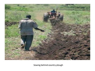 Sowing behind country plough
 