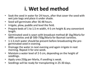 i. Wet bed method
• Soak the seed in water for 24 hours, after that cover the seed with
wet jute bags and place it under shade.
• Seed will germinate after 36-48 hours.
• Irrigate, plow, puddle and level the field.
• Prepare beds of 1 to 1.5 m width, 4-5 cm height & any convenient
length.
• Germinated seed is sown with broadcast method @ 1kg/Marla for
ARRI varieties and @ 500-750g/Marla for Basmati varieties.
• 1-1.5-inch water should be present before broadcasting the pre-
germinated seed in evening.
• Drainage the water in next evening and again irrigate in next
morning. Repeat it for one week.
• Maintain a water level of 2-5 cm, depending on the height of
seedlings.
• Apply urea 250g per Marla, if seedling is weak.
• Seedlings will be ready for transplanting in 25-30 days.
 