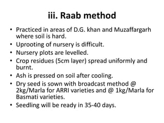 iii. Raab method
• Practiced in areas of D.G. khan and Muzaffargarh
where soil is hard.
• Uprooting of nursery is difficult.
• Nursery plots are levelled.
• Crop residues (5cm layer) spread uniformly and
burnt.
• Ash is pressed on soil after cooling.
• Dry seed is sown with broadcast method @
2kg/Marla for ARRI varieties and @ 1kg/Marla for
Basmati varieties.
• Seedling will be ready in 35-40 days.
 
