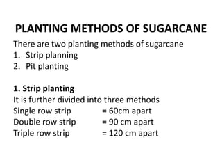 PLANTING METHODS OF SUGARCANE
There are two planting methods of sugarcane
1. Strip planning
2. Pit planting
1. Strip planting
It is further divided into three methods
Single row strip = 60cm apart
Double row strip = 90 cm apart
Triple row strip = 120 cm apart
 