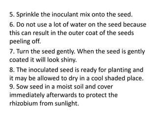 5. Sprinkle the inoculant mix onto the seed.
6. Do not use a lot of water on the seed because
this can result in the outer coat of the seeds
peeling off.
7. Turn the seed gently. When the seed is gently
coated it will look shiny.
8. The inoculated seed is ready for planting and
it may be allowed to dry in a cool shaded place.
9. Sow seed in a moist soil and cover
immediately afterwards to protect the
rhizobium from sunlight.
 