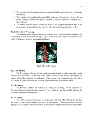 4
 The second method employs a comb that is easily flexible causing only the ripe cherries
to fall down.
 Third method is the mechanical method which makes use of mechanical vibrators that are
rigidly clamped to the tree,that gives a vibration to make the ripe fruit to separate and is
thus collected.
 The widely followed method all over the world is the handpicking method. This is the
most expensive method due to the intensive labor, but results in good quality coffee.
3.3. Coffee Cherry Processing
The removed coffee beans are subjected to drying before they are roasted. Generally, the
two methods that are practiced in drying of coffee beans are the dry and the wet method. Green
coffee is the term referring to unroasted coffee beans.
Fig.6. Ripe coffee cherry
3.3.1. Dry Method
The dry method is the age old and simple method practiced in coffee processing, which
requires little machinery. The undried coffee cherry is dried in this method and depends on
various factors like plantation size and quality of the product. The processing steps involved in
dry method of coffee processing are cleaning, drying and hulling, as described below.
3.3.1.1 Cleaning
The harvested cherries are subjected to sorting and cleaning, for the separation of
dockage. Winnowing could be done manually. The ripe cherries are separated by applying the
flotation technique in flowing water.
3.3.1.2. Drying
The coffee cherries are sun dried on waist height wire mesh tables. During drying, they
are turned to ensure uniform drying for 4 weeks to the optimum 11% moisture content. Machine
drying is used on larger plantations to speed up the process with preliminary sun drying for a few
 
