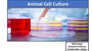 Animal Cell Culture
Rohit Sagar
Assistant Professor
Deshbandhu college
 