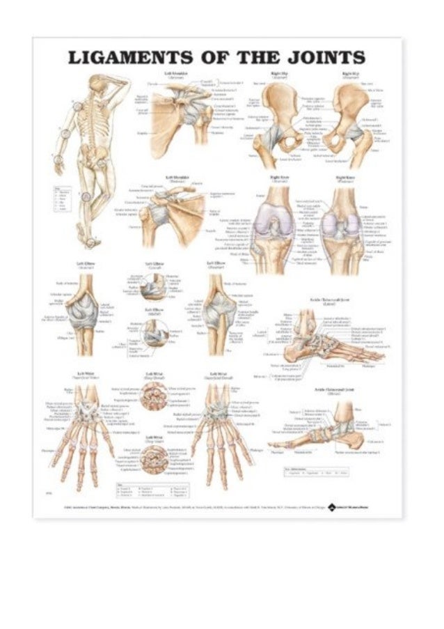 Anatomical Chart Company Skeleton