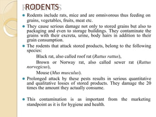 RODENTS
⚫ Rodents include rats, mice and are omnivorous thus feeding on
grains, vegetables, fruits, meat etc.
⚫ They cause serious damage not only to stored grains but also to
packaging and even to storage buildings. They contaminate the
grains with their excreta, urine, body hairs in addition to their
grain consumption.
⚫ The rodents that attack stored products, belong to the following
species:
Black rat, also called roof rat (Rattus rattus),
Brown or Norway rat, also called sewer rat (Rattus
norvegicus),
Mouse (Mus musculus).
⚫ Prolonged attack by these pests results in serious quantitative
and qualitative losses of stored products. They damage the 20
times the amount they actually consume.
⚫ This contamination is as important from the marketing
standpoint as it is for hygiene and health.
 