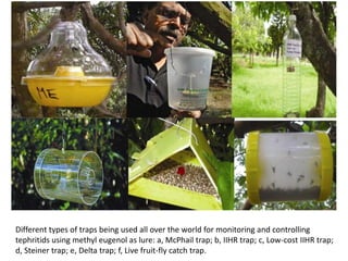 Mango Insect Trap insect-pests-of-mango-crop -LifeCYCLE.pptx