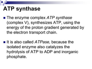 ATP synthase
 The enzyme complex ATP synthase
(complex V), synthesizes ATP, using the
energy of the proton gradient generated by
the electron transport chain.
 It is also called ATPase, because the
isolated enzyme also catalyzes the
hydrolysis of ATP to ADP and inorganic
phosphate.
 