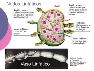Biologia Celular.
e Molecular.
Junqueira e Carneiro
Edit. GUANABARA /
KOOGAN.Vaso Linfático
Nodos Linfáticos
 