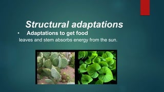 Adaptation Energy adaptations-of-land-plants-towards-temperature-extremes (1).pptx