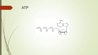 ATP
 