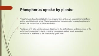 Phosphorus uptake by plants:
 Phosphorus is found in soils both in an organic form and an un-organic (mineral) form
and its solubility in soil is low. There is equilibrium between solid phase phosphorus in
soil and the phosphorus in the soil solution.
 Plants can only take up phosphorus dissolved in the soil solution, and since most of the
soil phosphorus exists in stable chemical compounds, only a small amount of
phosphorus is available to the plant at any given time.
 