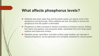 What affects phosphorus levels?
 Wetlands slow down water flow and the plants nearby can absorb some of the
phosphorus moving through. When wetlands are lost, this ability to remove the
phosphorus from the system is eliminated.
 Phosphorus is often increased in streams and lakes by livestock manure, fertilizer
from lawns and gardens, pet and goose waste, wastewater flow from faulty septic
systems and impervious surface.
 Detention ponds, sand filters, and other surface water facilities can intercept or
impede phosphorus, but are generally not a complete substitute for natural system.
 