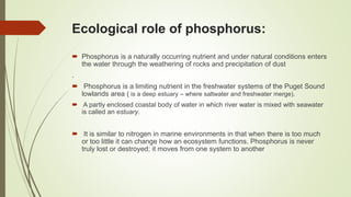Ecological role of phosphorus:
 Phosphorus is a naturally occurring nutrient and under natural conditions enters
the water through the weathering of rocks and precipitation of dust
.
 Phosphorus is a limiting nutrient in the freshwater systems of the Puget Sound
lowlands area ( is a deep estuary – where saltwater and freshwater merge).
 A partly enclosed coastal body of water in which river water is mixed with seawater
is called an estuary.
 It is similar to nitrogen in marine environments in that when there is too much
or too little it can change how an ecosystem functions. Phosphorus is never
truly lost or destroyed; it moves from one system to another
 