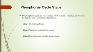 Phosphorus Cycle Steps
 The phosphorus cycle is a slow process, which involves 3 key steps, as shown in
the diagram below and described as follows:
step-1 Weathering of rocks
Step-2 Absorption by plants and animal
Step-3Return to environment by decomposition
 