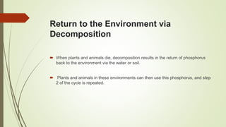 Return to the Environment via
Decomposition
 When plants and animals die, decomposition results in the return of phosphorus
back to the environment via the water or soil.
 Plants and animals in these environments can then use this phosphorus, and step
2 of the cycle is repeated.
 