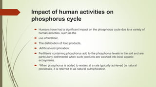 Impact of human activities on
phosphorus cycle
 Humans have had a significant impact on the phosphorus cycle due to a variety of
human activities, such as the
 use of fertilizer,
 The distribution of food products,
 Artificial eutrophication
 Fertilizers containing phosphorus add to the phosphorus levels in the soil and are
particularly detrimental when such products are washed into local aquatic
ecosystems.
 When phosphorus is added to waters at a rate typically achieved by natural
processes, it is referred to as natural eutrophication.
 