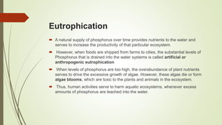Eutrophication
 A natural supply of phosphorus over time provides nutrients to the water and
serves to increase the productivity of that particular ecosystem.
 However, when foods are shipped from farms to cities, the substantial levels of
Phosphorus that is drained into the water systems is called artificial or
anthropogenic eutrophication
 When levels of phosphorus are too high, the overabundance of plant nutrients
serves to drive the excessive growth of algae. However, these algae die or form
algae blooms, which are toxic to the plants and animals in the ecosystem.
 Thus, human activities serve to harm aquatic ecosystems, whenever excess
amounts of phosphorus are leached into the water.
 