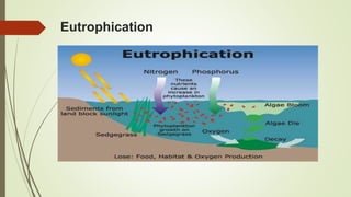 Eutrophication
 
