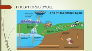 PHOSPHORUS CYCLE
 