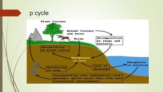 p cycle
 