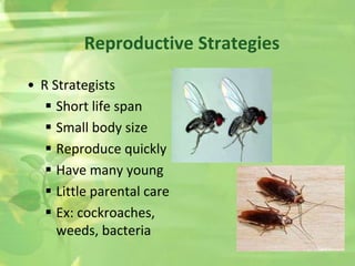 • R Strategists
 Short life span
 Small body size
 Reproduce quickly
 Have many young
 Little parental care
 Ex: cockroaches,
weeds, bacteria
Reproductive Strategies
 