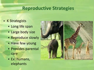 Reproductive Strategies
• K Strategists
 Long life span
 Large body size
 Reproduce slowly
 Have few young
 Provides parental
care
 Ex: humans,
elephants
 