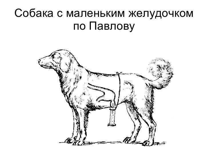 Составить схему собака. Стати собаки описание. Составить схему собака. Составить схему собака. Скелет собаки строение биология.