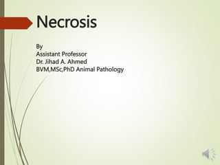 Necrosis
By
Assistant Professor
Dr. Jihad A. Ahmed
BVM,MSc,PhD Animal Pathology
 