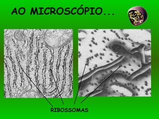 AO MICROSCÓPIO... RIBOSSOMAS 