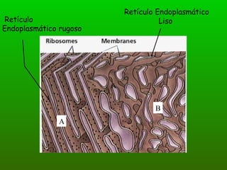 Retículo Endoplasmático Liso Retículo Endoplasmático rugoso A A B 