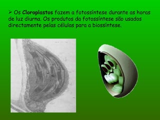 Os  Cloroplastos  fazem a fotossíntese durante as horas de luz diurna. Os produtos da fotossíntese são usados directamente pelas células para a biossíntese. 