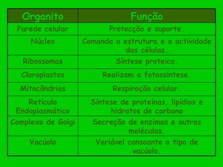 Variável consoante o tipo de vacúolo. Vacúolo Secreção de enzimas e outras moléculas. Complexo de Golgi Síntese de proteínas, lipídios e hidratos de carbono Retículo Endoplasmático Respiração celular. Mitocôndrias Realizam a fotossíntese. Cloroplastos Síntese proteica. Ribossomas Comanda a estrutura e a actividade das células. Núcleo Protecção e suporte. Parede celular Função Organito 
