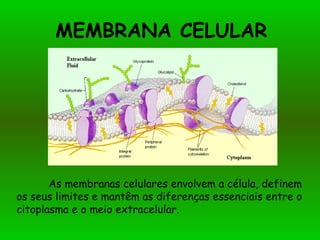 MEMBRANA CELULAR As membranas celulares envolvem a célula, definem os seus limites e mantêm as diferenças essenciais entre o citoplasma e o meio extracelular. 