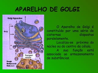APARELHO DE GOLGI
O Aparelho de Golgi é
constituído por uma série de
cisternas dispostas
paralelamente.
Localiza-se próximo do
núcleo ou do centro da célula.
A sua função está
associada ao armazenamento
de substâncias.
 