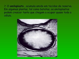  O amiloplasto , acumula amido em tecidos de reserva.
Em algumas plantas, tal como batatas, os amiloplastos
podem crescer tanto que chegam a ocupar quase toda a
célula.
 