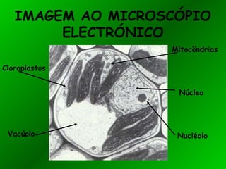 IMAGEM AO MICROSCÓPIO
ELECTRÓNICO
Mitocôndrias
Núcleo
Cloroplastos
Vacúolo Nucléolo
 