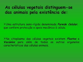 As células vegetais distinguem-se
das animais pela existência de:
Uma estrutura semi-rígida denominada Parede Celular,
que confere protecção e apoio mecânico à célula.
No citoplasma das células vegetais existem Plastos e
Vacúolos para além de todos os outros organelos
característicos das células animais.
 