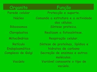 Organito Função
Parede celular Protecção e suporte.
Núcleo Comanda a estrutura e a actividade
das células.
Ribossomas Síntese proteica.
Cloroplastos Realizam a fotossíntese.
Mitocôndrias Respiração celular.
Retículo
Endoplasmático
Síntese de proteínas, lipídios e
hidratos de carbono
Complexo de Golgi Secreção de enzimas e outras
moléculas.
Vacúolo Variável consoante o tipo de
vacúolo.
 