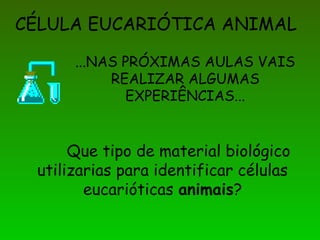 CÉLULA EUCARIÓTICA ANIMAL
...NAS PRÓXIMAS AULAS VAIS
REALIZAR ALGUMAS
EXPERIÊNCIAS...
Que tipo de material biológico
utilizarias para identificar células
eucarióticas animais?
 