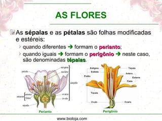 www.bioloja.com
AS FLORES
As sépalas e as pétalas são folhas modificadas
e estéreis:
quando diferentes  formam o periantoperianto;
quando iguais  formam o perigônioperigônio  neste caso,
são denominadas tépalastépalas.
Perianto Perigônio
 