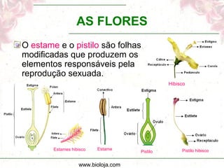 www.bioloja.com
Hibisco
AS FLORES
O estame e o pistilo são folhas
modificadas que produzem os
elementos responsáveis pela
reprodução sexuada.
Estame
Pistilo Pistilo hibiscoEstames hibisco
 