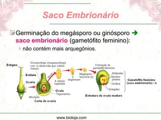 www.bioloja.com
Saco Embrionário
Germinação do megásporo ou ginósporo 
saco embrionário (gametófito feminino):
não contém mais arquegônios.
 