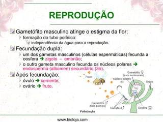 www.bioloja.com
REPRODUÇÃO
Gametófito masculino atinge o estigma da flor:
formação do tubo polínico:
independência da água para a reprodução.
Fecundação dupla:
um dos gametas masculinos (células espermáticas) fecunda a
oosfera  zigoto  embrião;
o outro gameta masculino fecunda os núcleos polares 
endosperma (albúmen) secundário (3n).
Após fecundação:
óvulo  semente;
ovário  fruto.
 